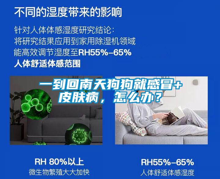 一到回南天狗狗就感冒+皮肤病,怎么办?