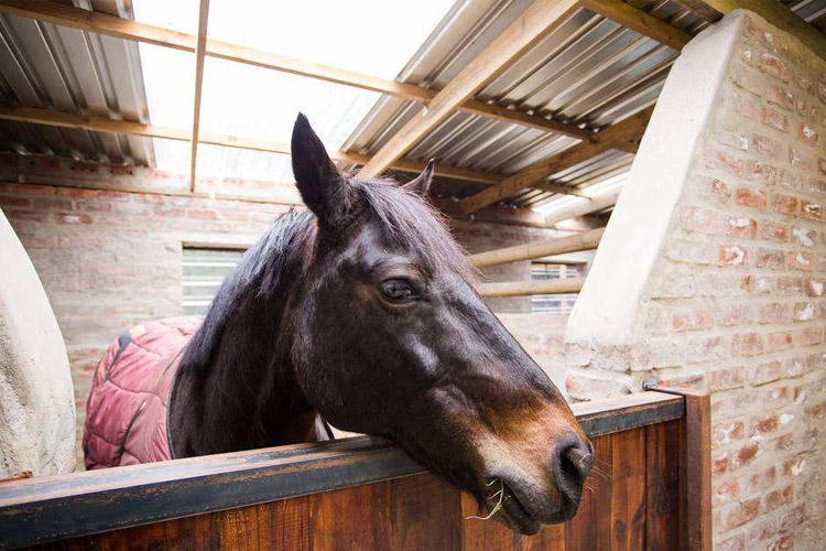 1527156132247489.jpg 饲养马.jpg