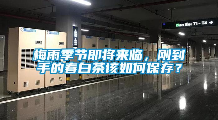 梅雨季节即将来临,刚到手的春白茶该如何保存?