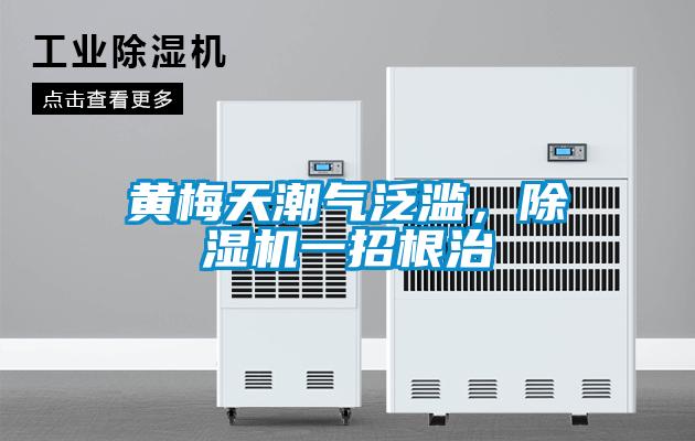 黄梅天潮气泛滥,除湿机一招根治